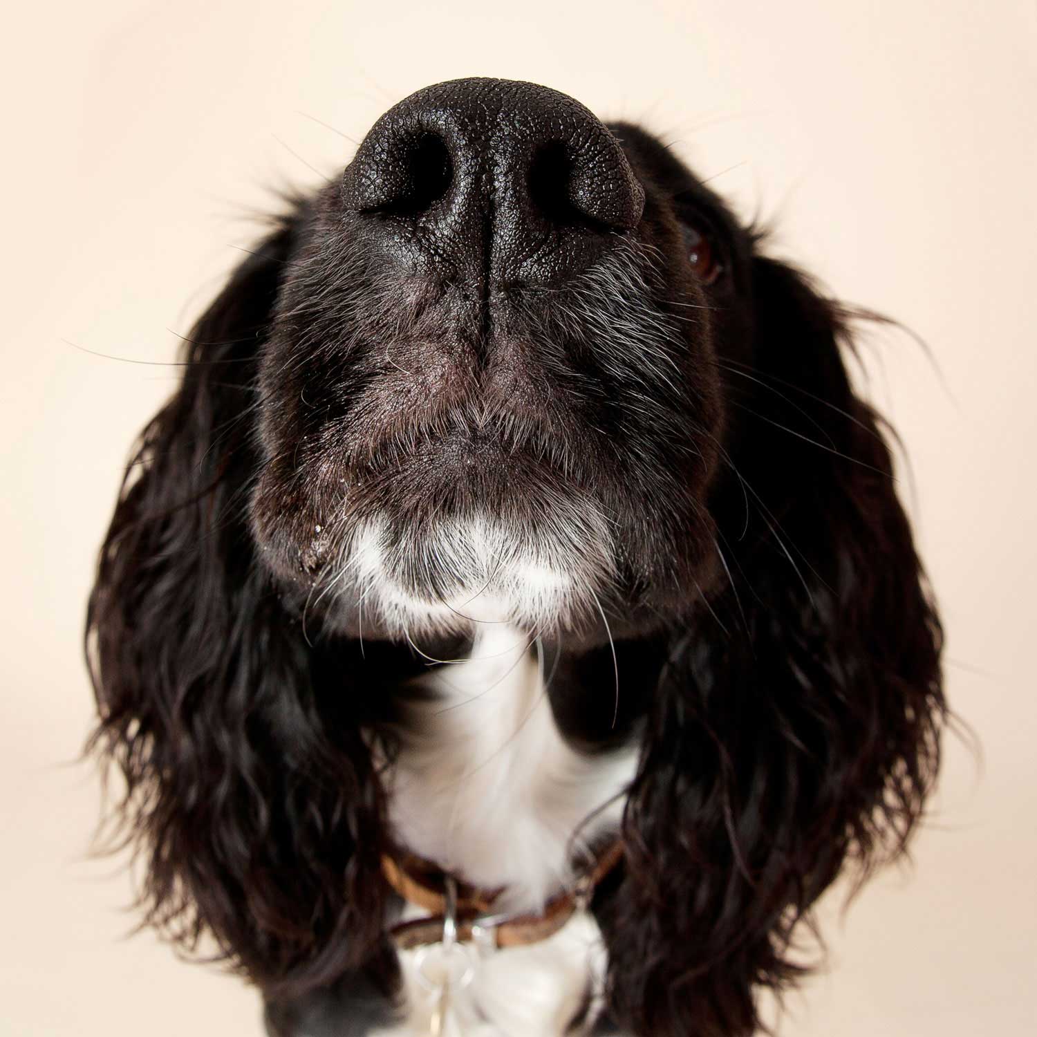 Dog Portrait Studio Photography 0015