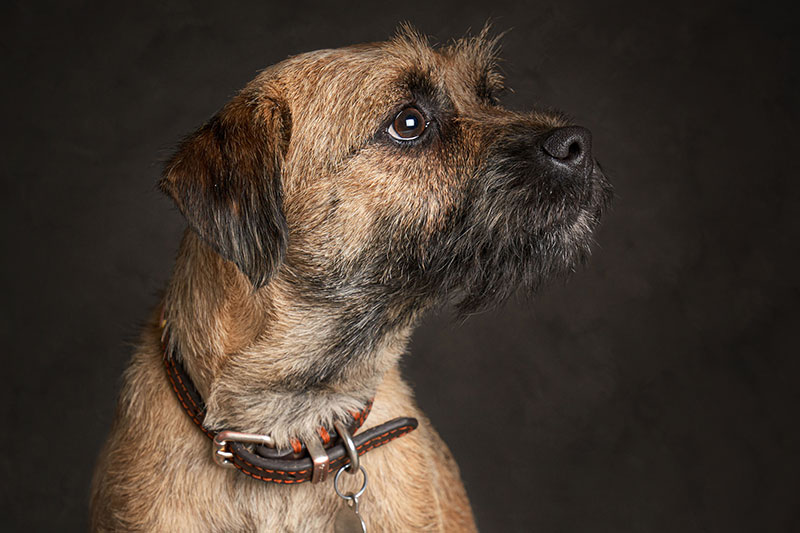 Dog Portrait Studio Photography smaller